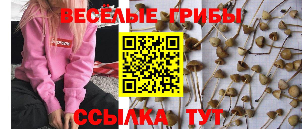 Галлюциногенные грибы MAGIC MUSHROOMS Курганинск